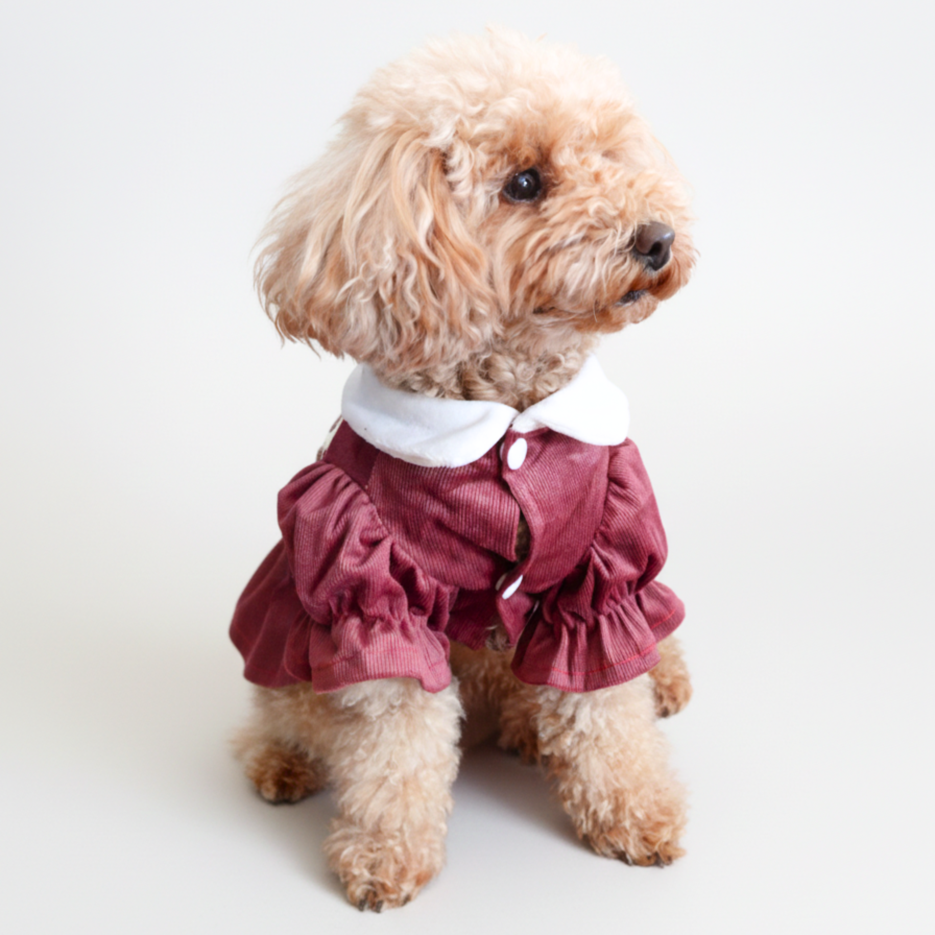 ハンドメイド　パフスリーブワンピース　オーダー小型犬 犬服 小型犬 ベロア風 フリルワンピース | 上品 お出かけ – Maison de Mii