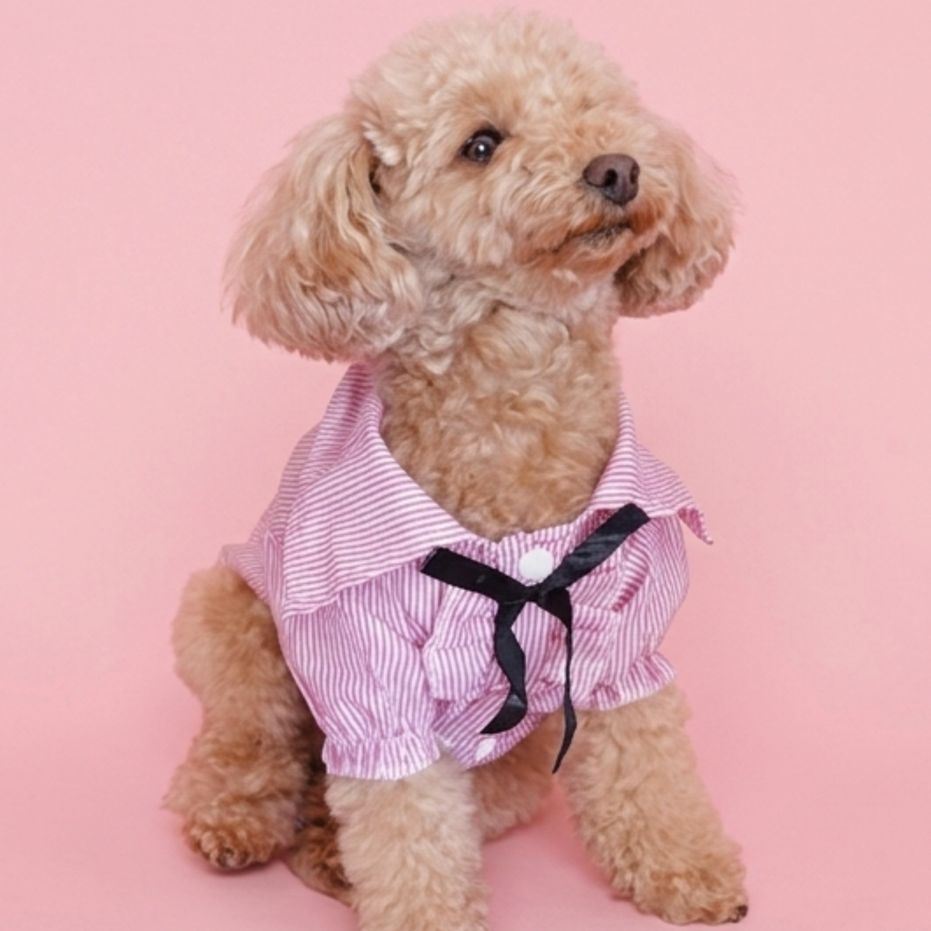 犬服 小型犬｜ピンクのストライプリボンフリルシャツトップス – Maison