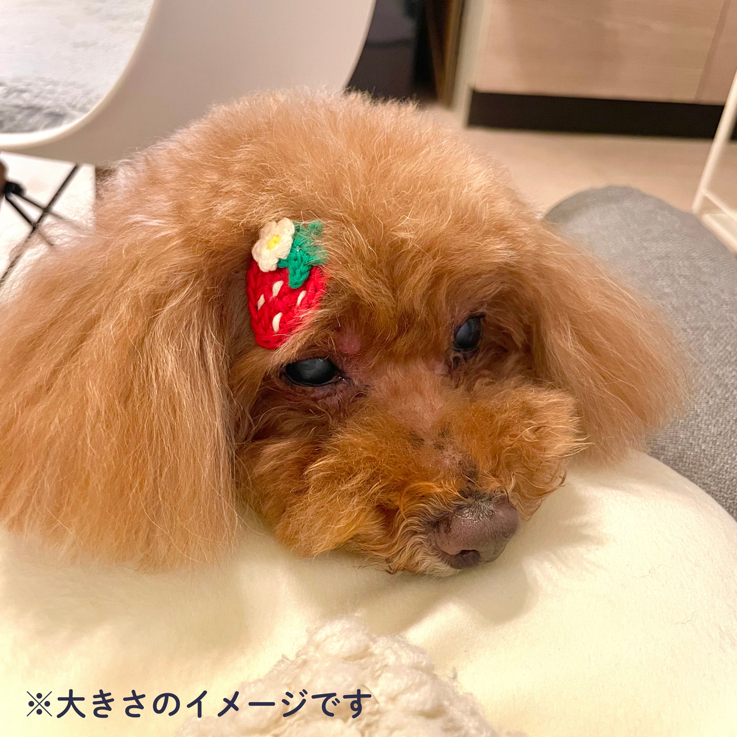 犬用 ヘアクリップ|リボン 花 フルーツ 全6種 取れにくいクリップタイプ