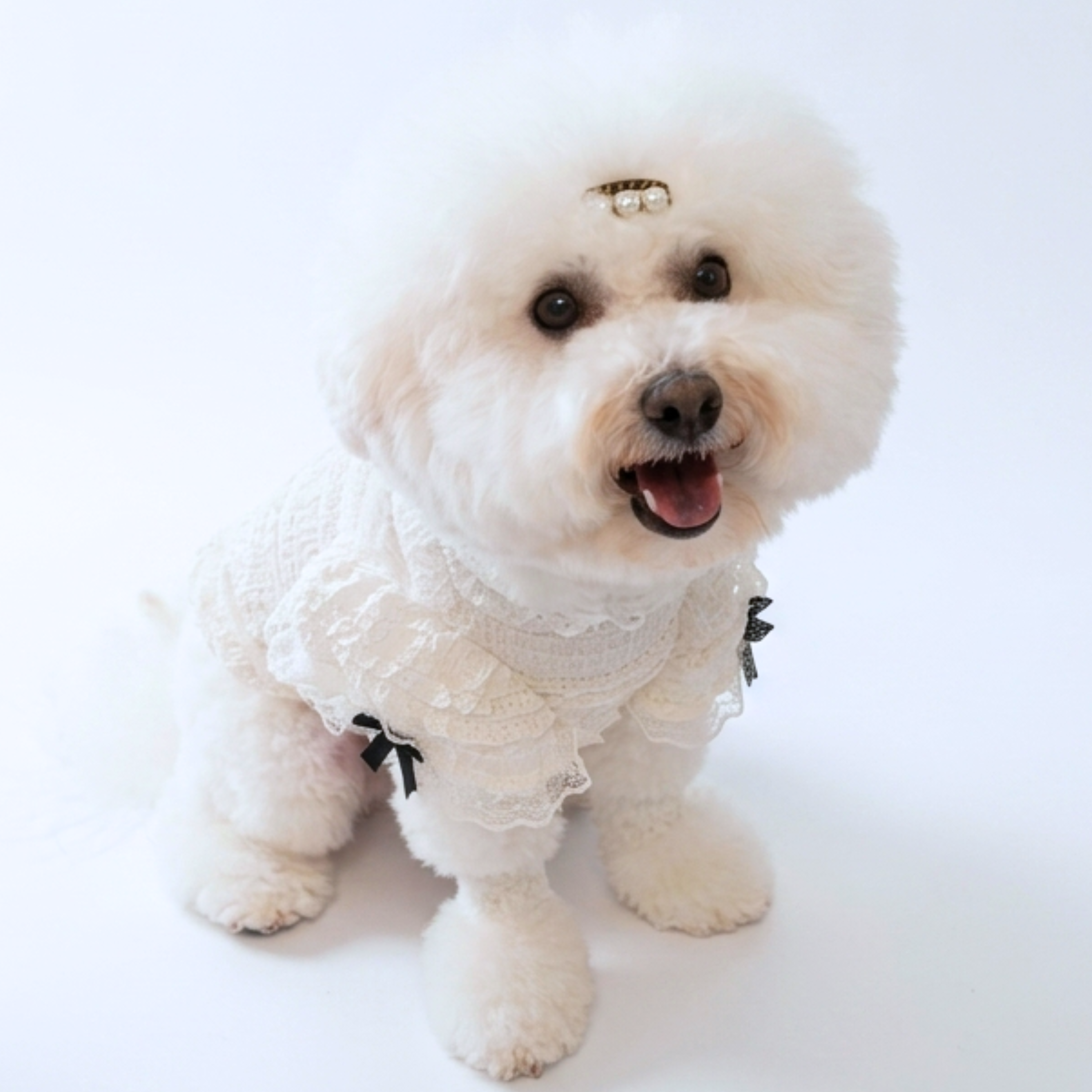 犬服 小型犬｜白レースとフリルのガーリートップス Maison de Mii