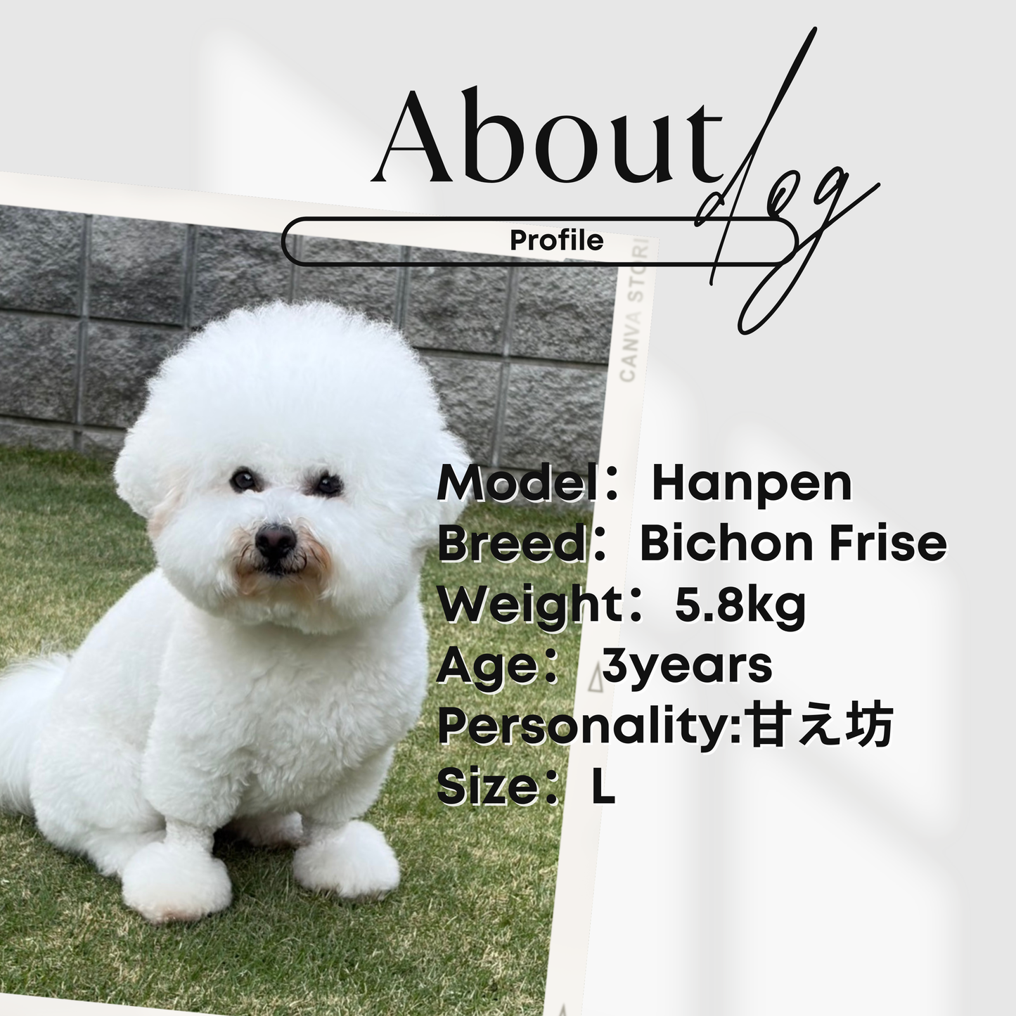 犬服 小型犬｜レースフリルトップス ガーリー