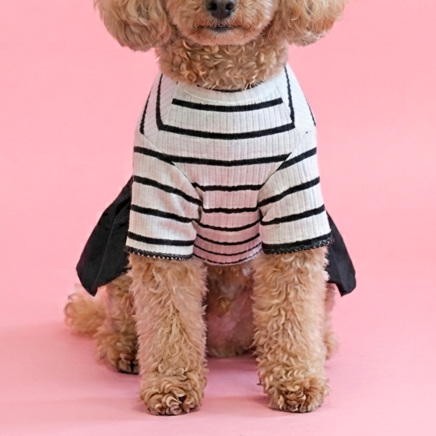 犬服 小型犬｜リボン付き ボーダーフリルワンピース（オールシーズン）