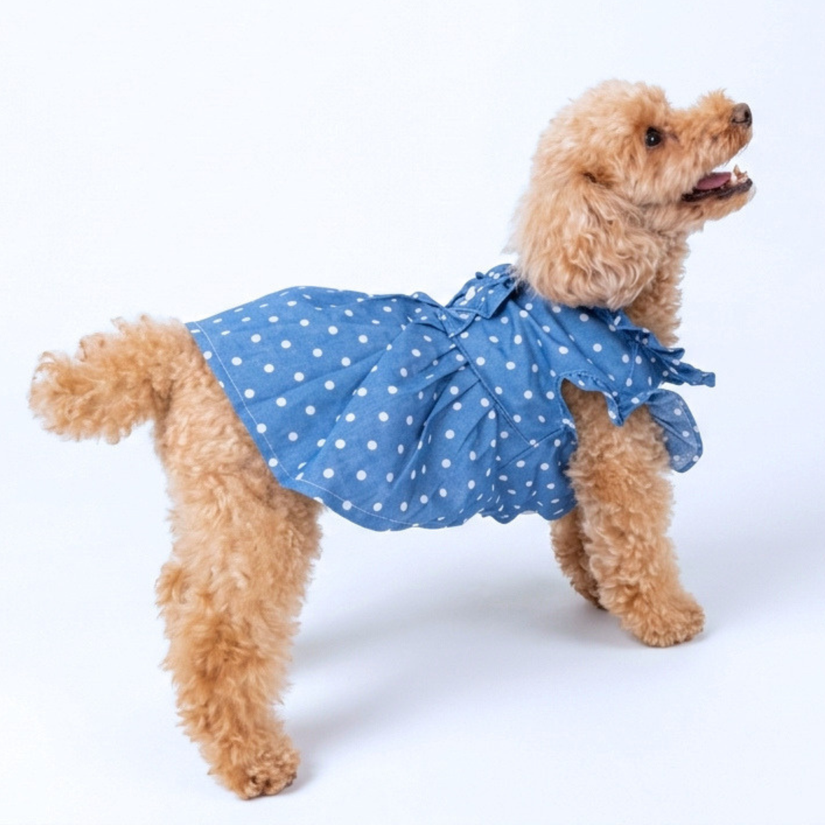 犬服 小型犬｜ドット柄フリルデニムワンピース