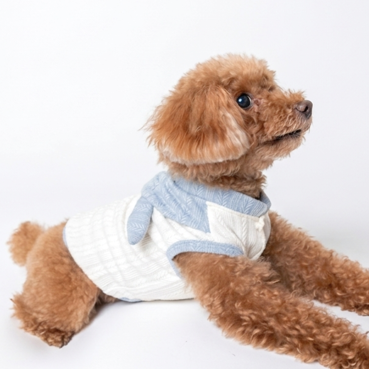 犬服 小型犬｜ケーブルニット風トップス ブルーリボン付き ナチュラルデザイン