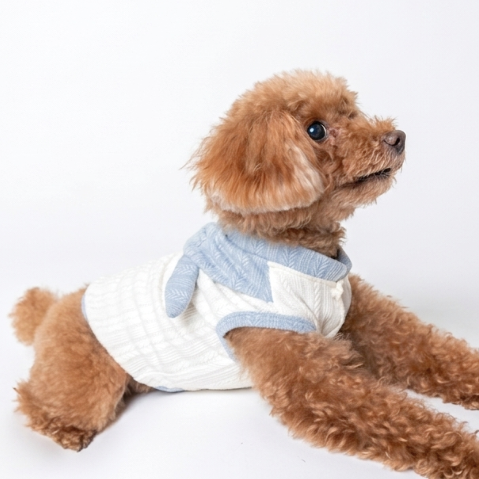 犬服 小型犬｜ブルーリボン付きケーブル風トップス – Maison de Mii