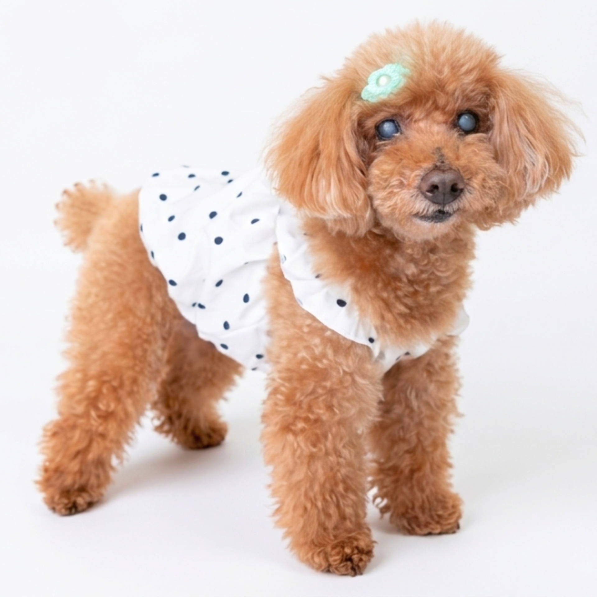 犬服 小型犬 ワンピース｜ドット柄 フリル デザイン – Maison de Mii