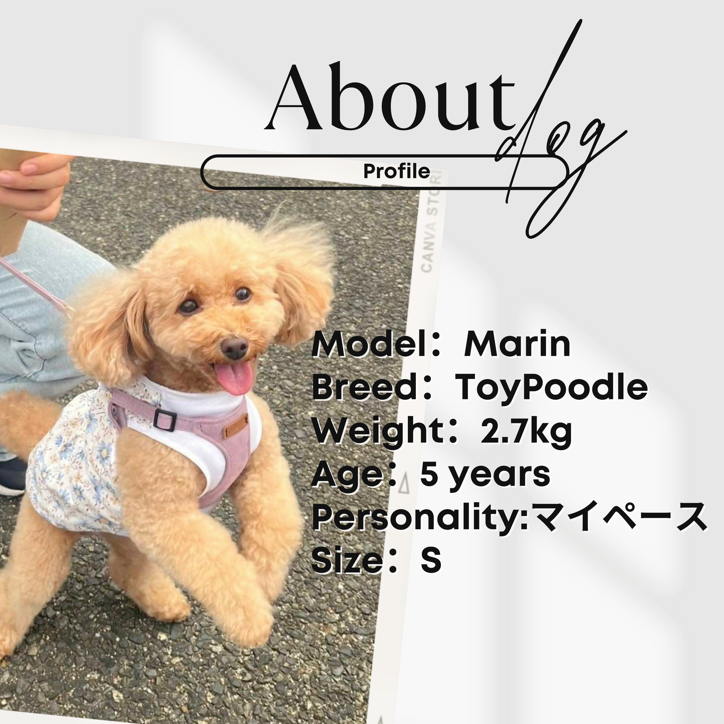 犬服 小型犬｜リボン付き ボーダーフリルワンピース（オールシーズン）