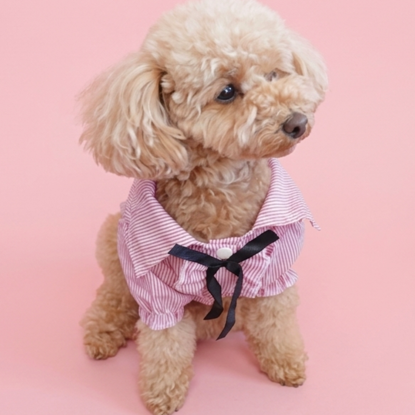 犬服 小型犬｜ピンクのストライプリボンフリルシャツトップス