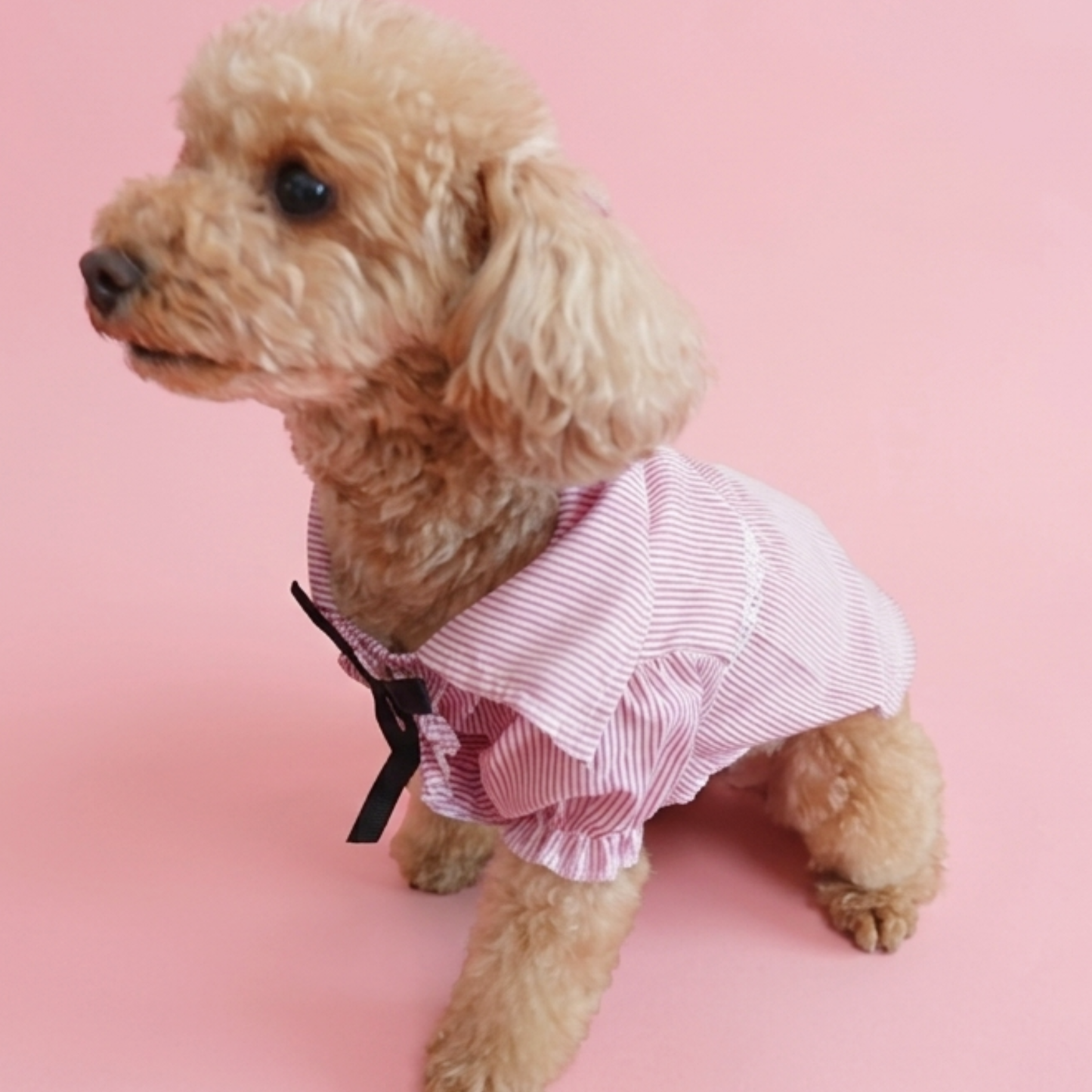 犬服 小型犬｜ピンクのストライプリボンフリルシャツトップス