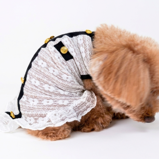 犬服 小型犬｜クラシカル 上品 シースルー レースワンピース