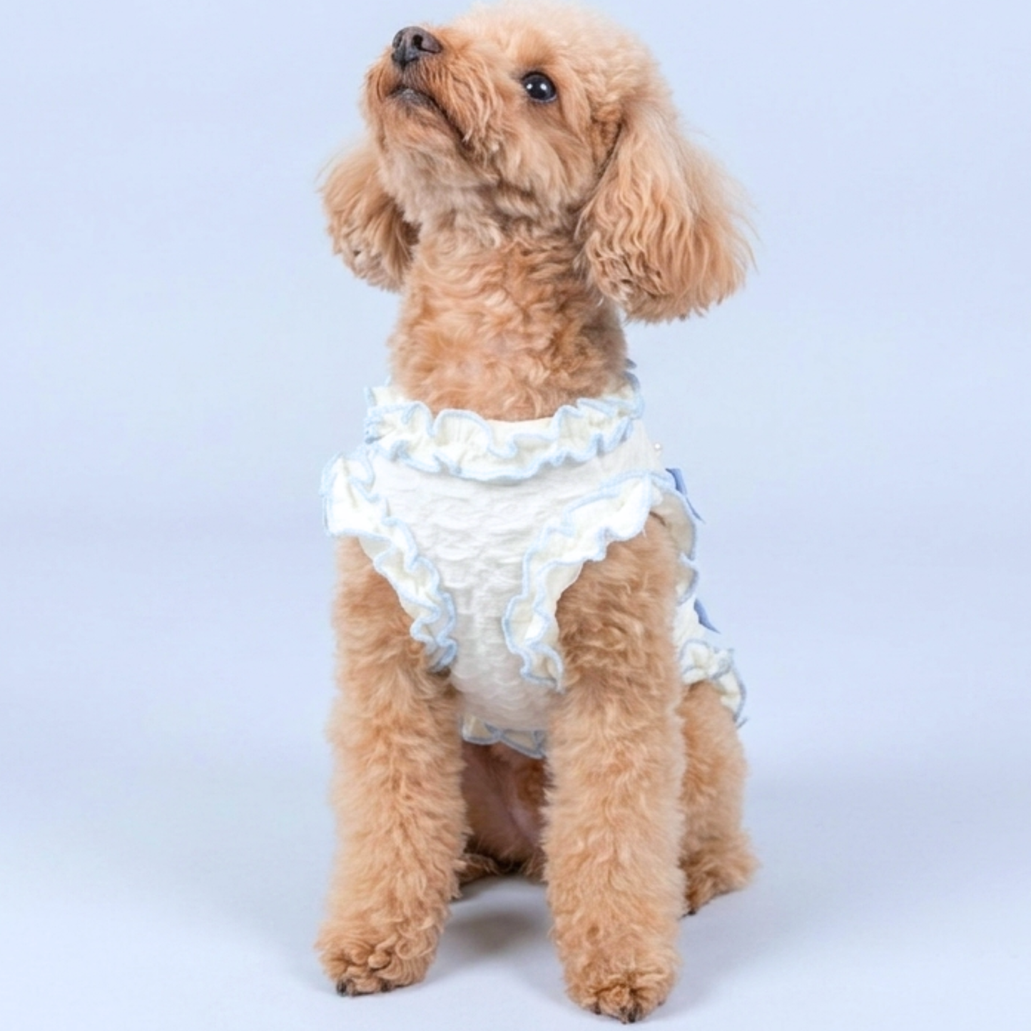 犬服 小型犬｜パールリボンフリルワンピース 上品ブルーリボンデザイン