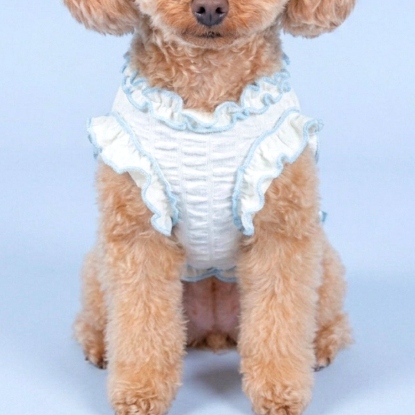 犬服 小型犬｜パールリボンフリルワンピース 上品ブルーリボンデザイン