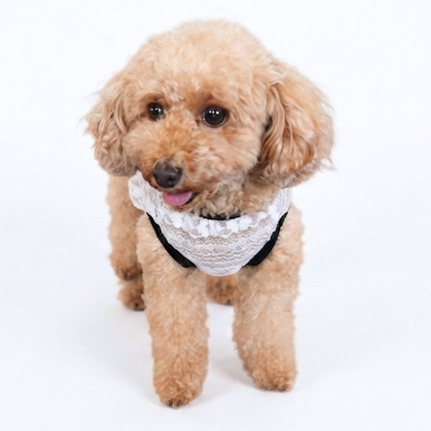 犬服 小型犬｜クラシカル 上品 シースルー レースワンピース