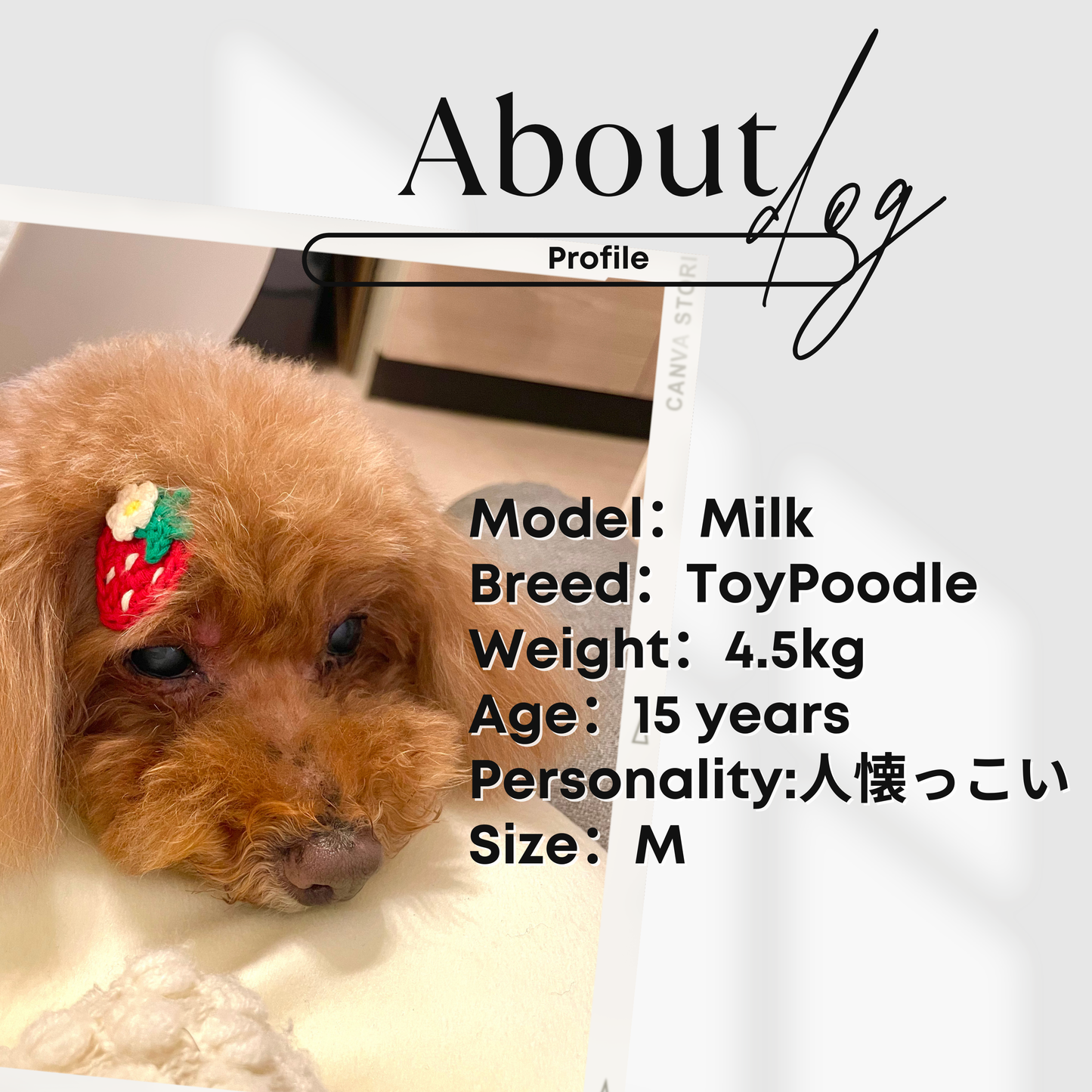 犬服 小型犬｜デニム風リボンワンピース 上品スタッズ付きフリルデザイン