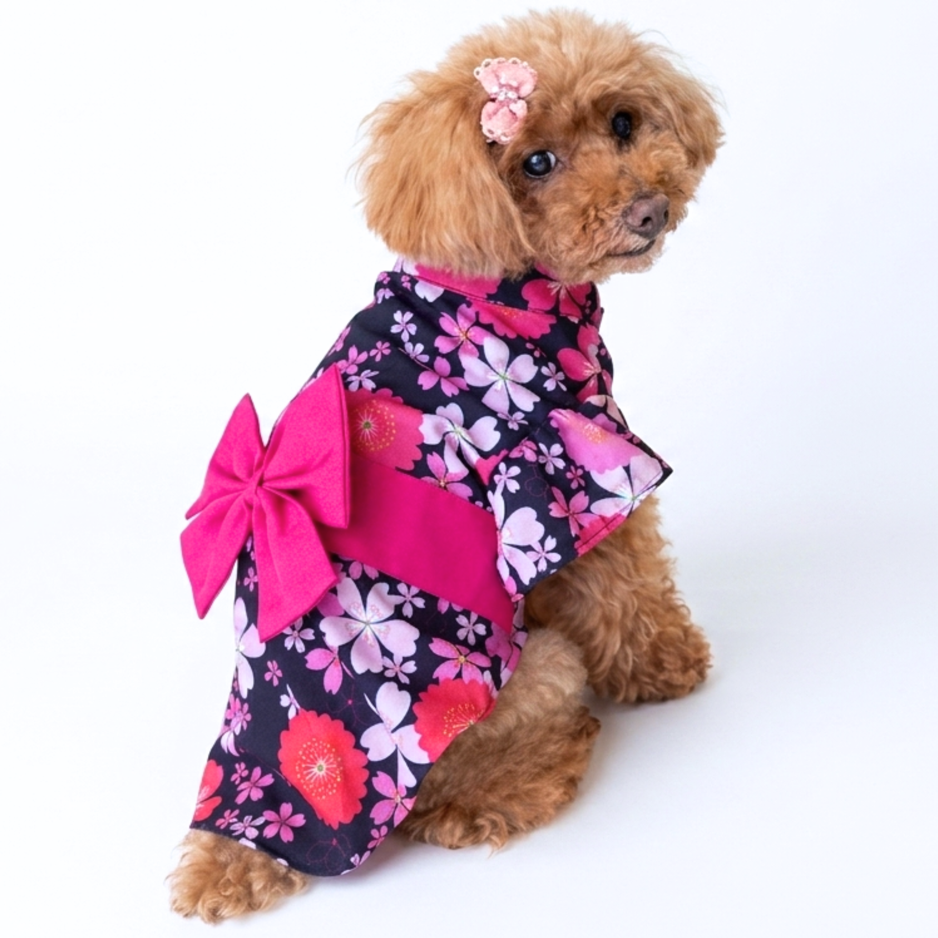 犬 浴衣 帯付き 桜柄｜夏祭りにおすすめの犬服｜Maison de Mii