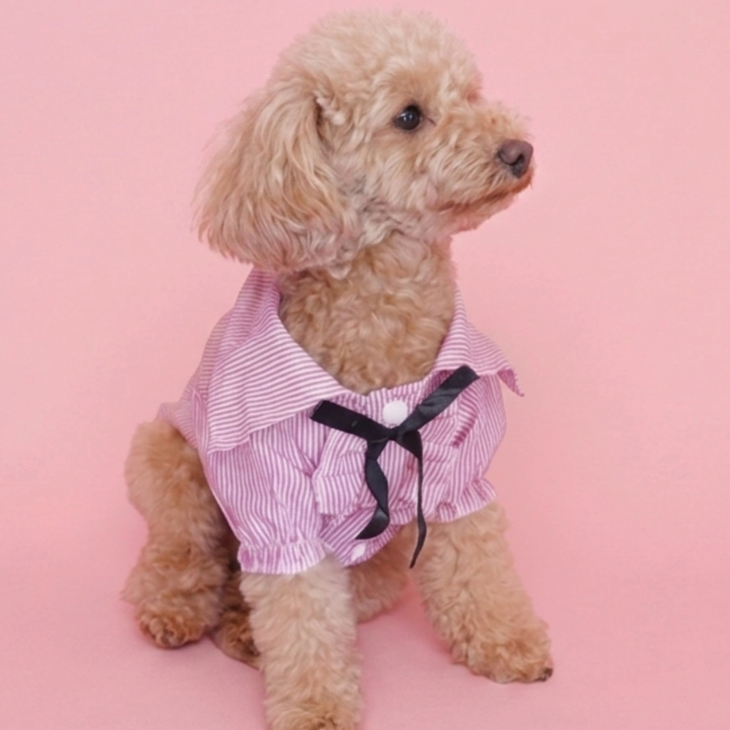 犬服 小型犬｜ピンクのストライプリボンフリルシャツ トップス