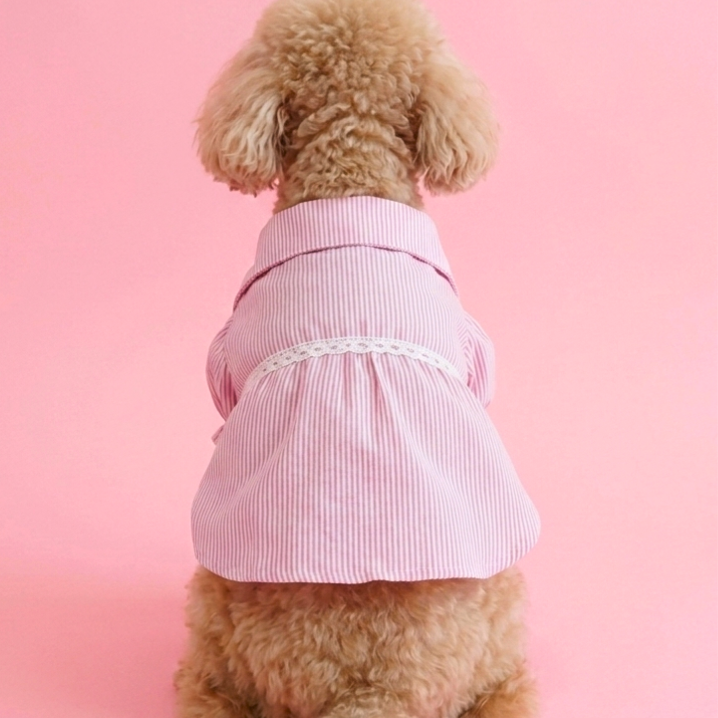 犬服 小型犬｜ピンクのストライプリボンフリルシャツ トップス