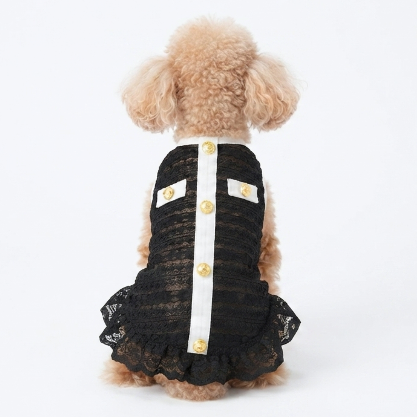 犬服 小型犬｜クラシカル 上品 シースルー レースワンピース