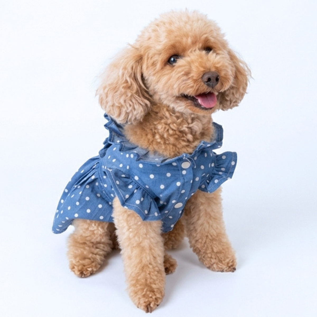 犬服 小型犬｜ドット柄フリルデニムワンピース