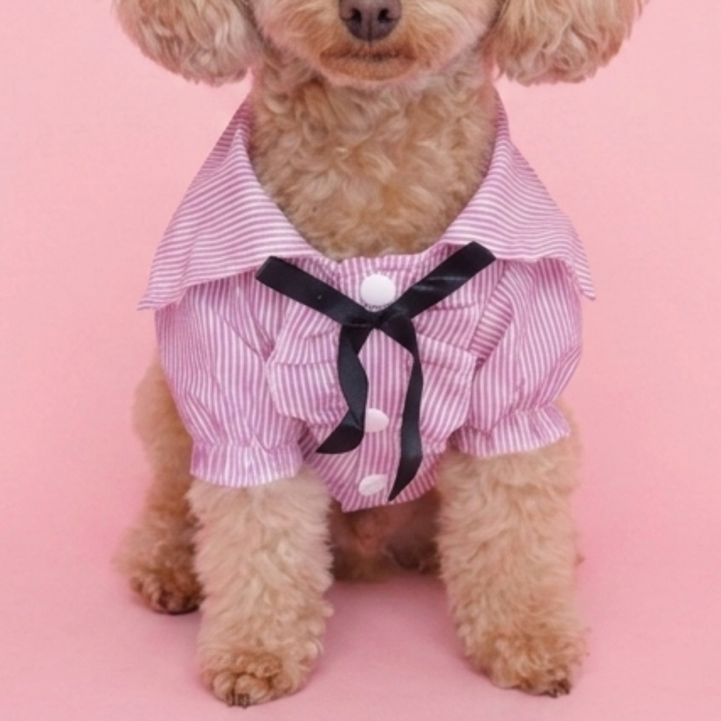 犬服 小型犬｜ピンクのストライプリボンフリルシャツ トップス